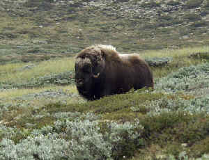 Myskoxe på Dovrefjell