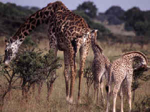 Giraff-familj