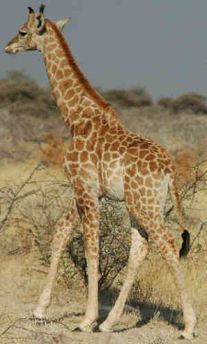 Giraff i Namibie Etosha National Park