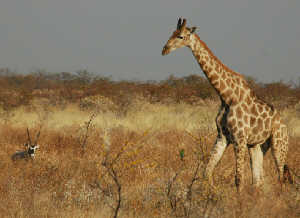 Giraff i Namibie Etosha National Park