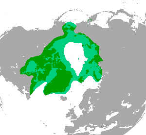 Karta isbjörnens utbredning
