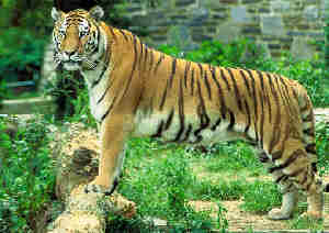 Spanande tiger