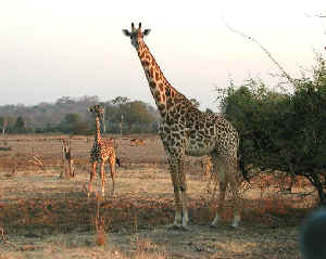 Thornicroft Giraff i Zambia